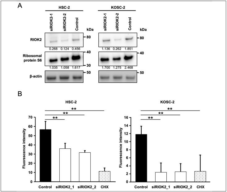 https://cdn.ncbi.nlm.nih.gov/pmc/blobs/011a/9857684/6847f6983882/curroncol-30-00031-g003.jpg