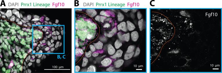 https://cdn.ncbi.nlm.nih.gov/pmc/blobs/011b/9154742/58a0f83c3bcb/elife-79762-fig4-figsupp1.jpg