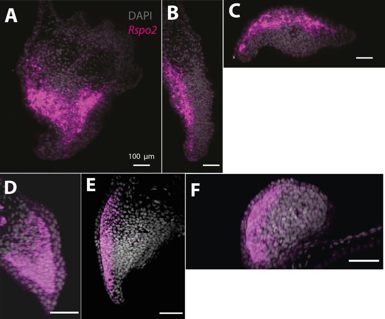 https://cdn.ncbi.nlm.nih.gov/pmc/blobs/011b/9154742/9c2ae8417243/elife-79762-fig4-figsupp2.jpg
