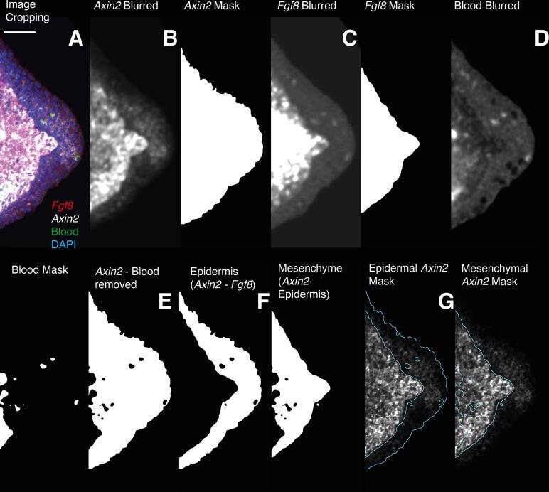 https://cdn.ncbi.nlm.nih.gov/pmc/blobs/011b/9154742/da010b9f1566/elife-79762-fig5-figsupp3.jpg