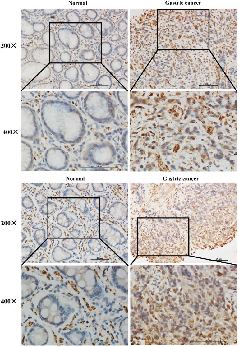 https://cdn.ncbi.nlm.nih.gov/pmc/blobs/011c/7847654/764f6cde3374/jcav12p1343g002.jpg