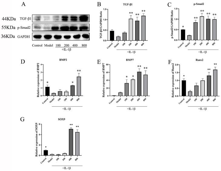 https://cdn.ncbi.nlm.nih.gov/pmc/blobs/012a/11172638/3cd66d9d856f/ijms-25-06202-g008.jpg