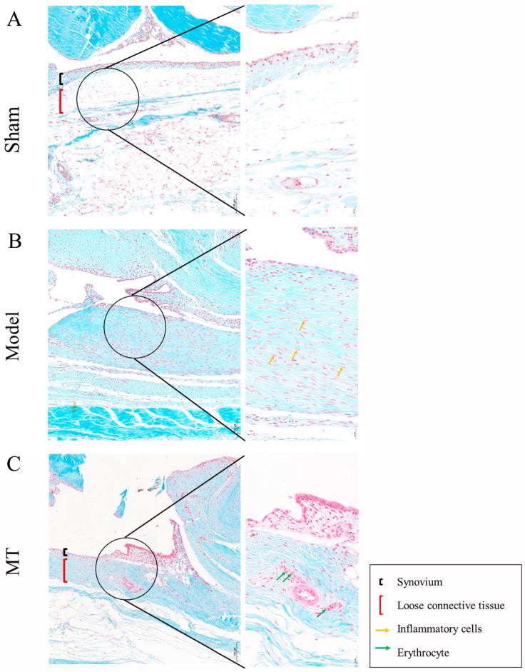 https://cdn.ncbi.nlm.nih.gov/pmc/blobs/012a/11172638/a9f1f2aac747/ijms-25-06202-g002.jpg