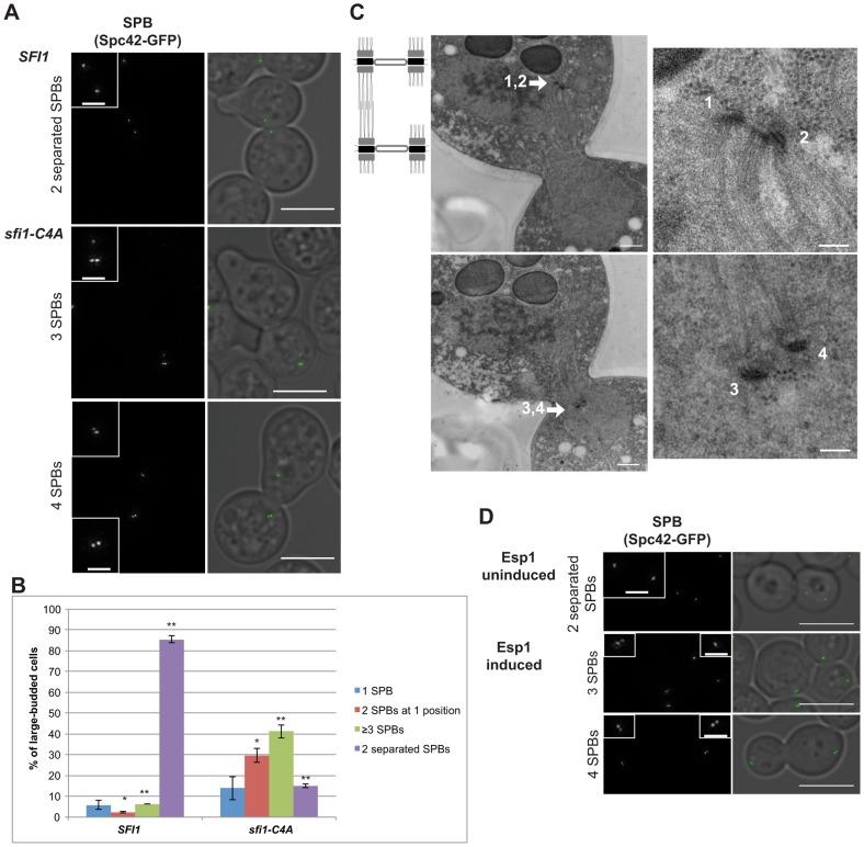 https://cdn.ncbi.nlm.nih.gov/pmc/blobs/012a/4207612/2dfe7c93d9cf/pgen.1004666.g003.jpg