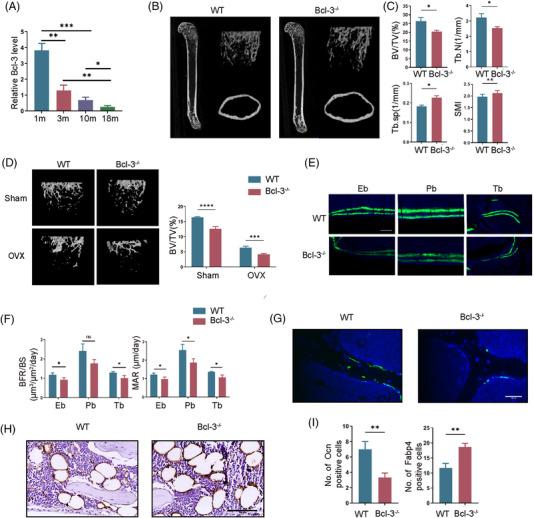 https://cdn.ncbi.nlm.nih.gov/pmc/blobs/012a/9270574/0d09422cc846/CTM2-12-e955-g004.jpg