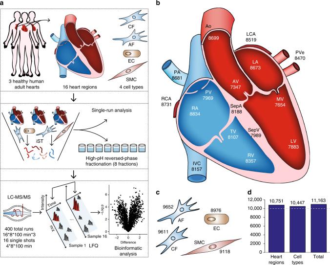 https://cdn.ncbi.nlm.nih.gov/pmc/blobs/012f/5684139/2e799aeea09a/41467_2017_1747_Fig1_HTML.jpg