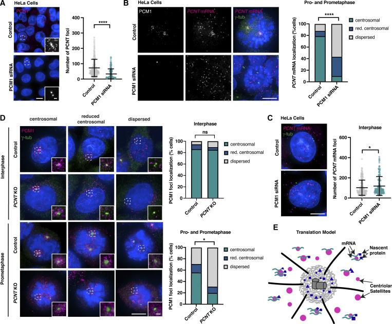 https://cdn.ncbi.nlm.nih.gov/pmc/blobs/0130/12094185/912e4b37ab0a/jcb_202408042_fig6.jpg