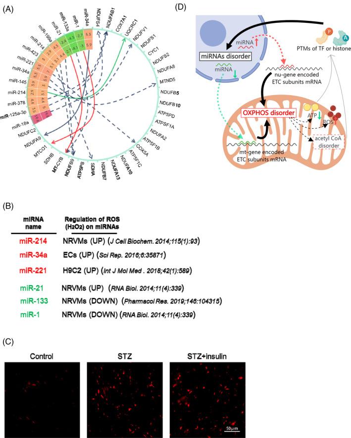 https://cdn.ncbi.nlm.nih.gov/pmc/blobs/0131/11561303/5c1021f22e81/JDB-16-e70033-g007.jpg