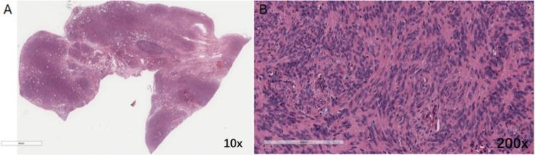 https://cdn.ncbi.nlm.nih.gov/pmc/blobs/0136/12119447/a4db26e70ea7/12672_2025_2551_Fig7_HTML.jpg
