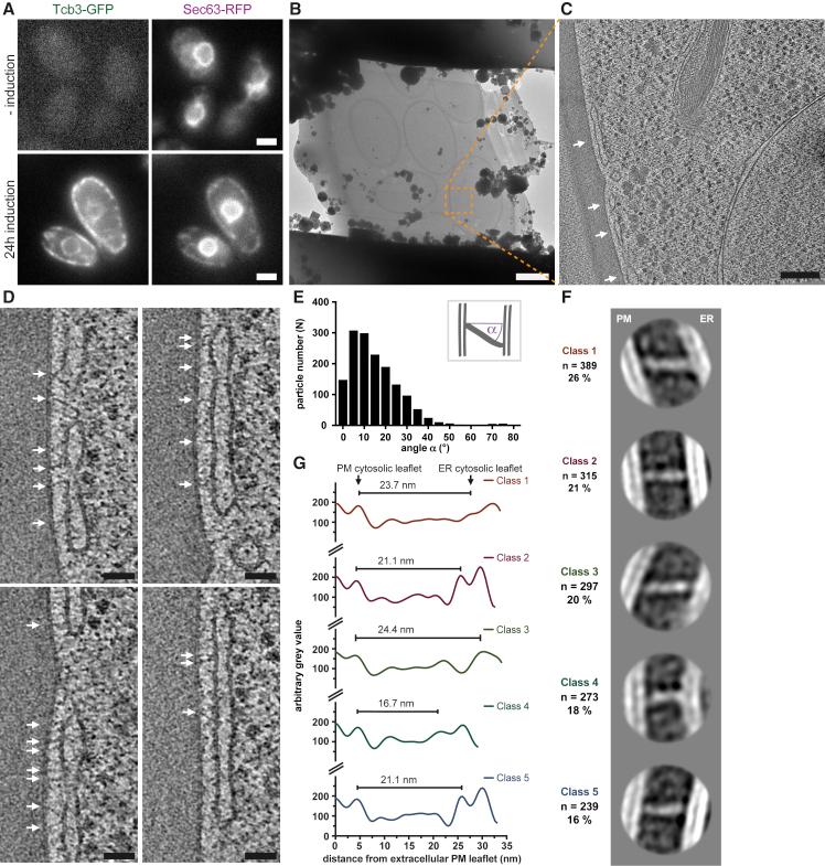 https://cdn.ncbi.nlm.nih.gov/pmc/blobs/013a/6863393/20fa877d6d32/gr6.jpg