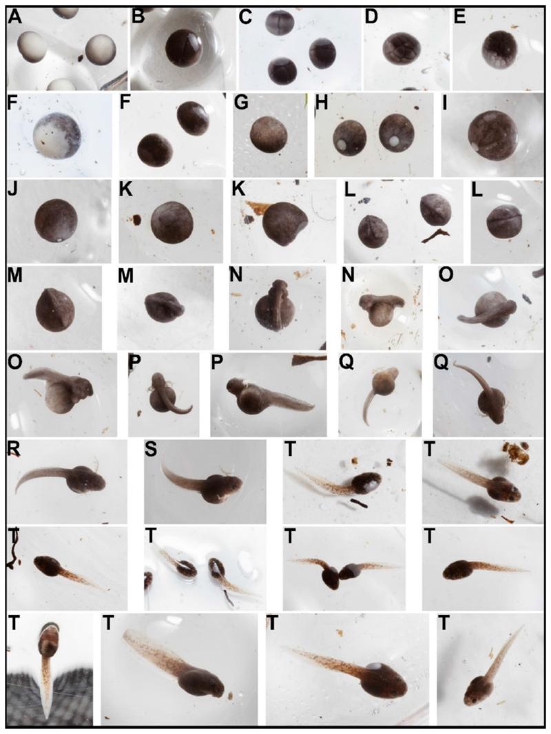 https://cdn.ncbi.nlm.nih.gov/pmc/blobs/013a/7616149/beff46590954/EMS196916-f002.jpg