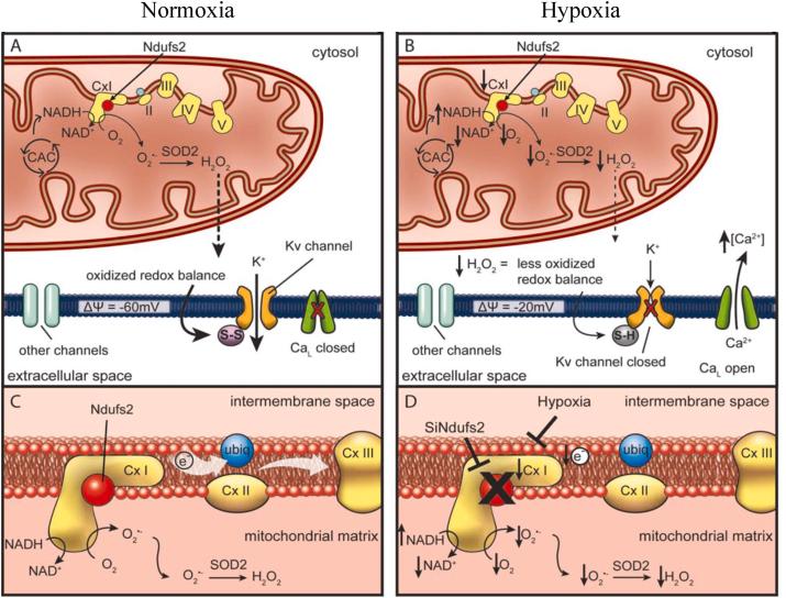 https://cdn.ncbi.nlm.nih.gov/pmc/blobs/013f/8577454/1198853e61fe/gr8.jpg