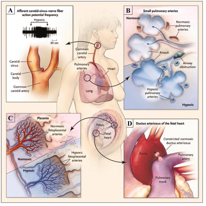https://cdn.ncbi.nlm.nih.gov/pmc/blobs/013f/8577454/354387f03738/gr7.jpg