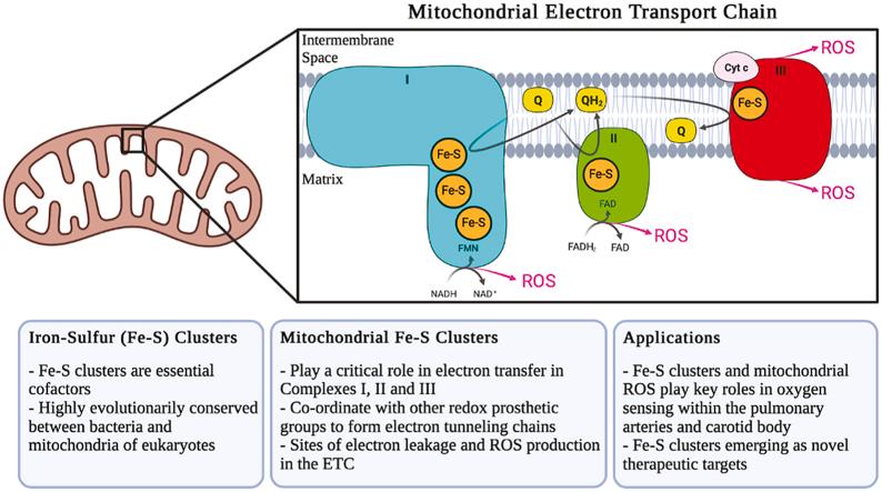 https://cdn.ncbi.nlm.nih.gov/pmc/blobs/013f/8577454/c39140a11606/ga1.jpg