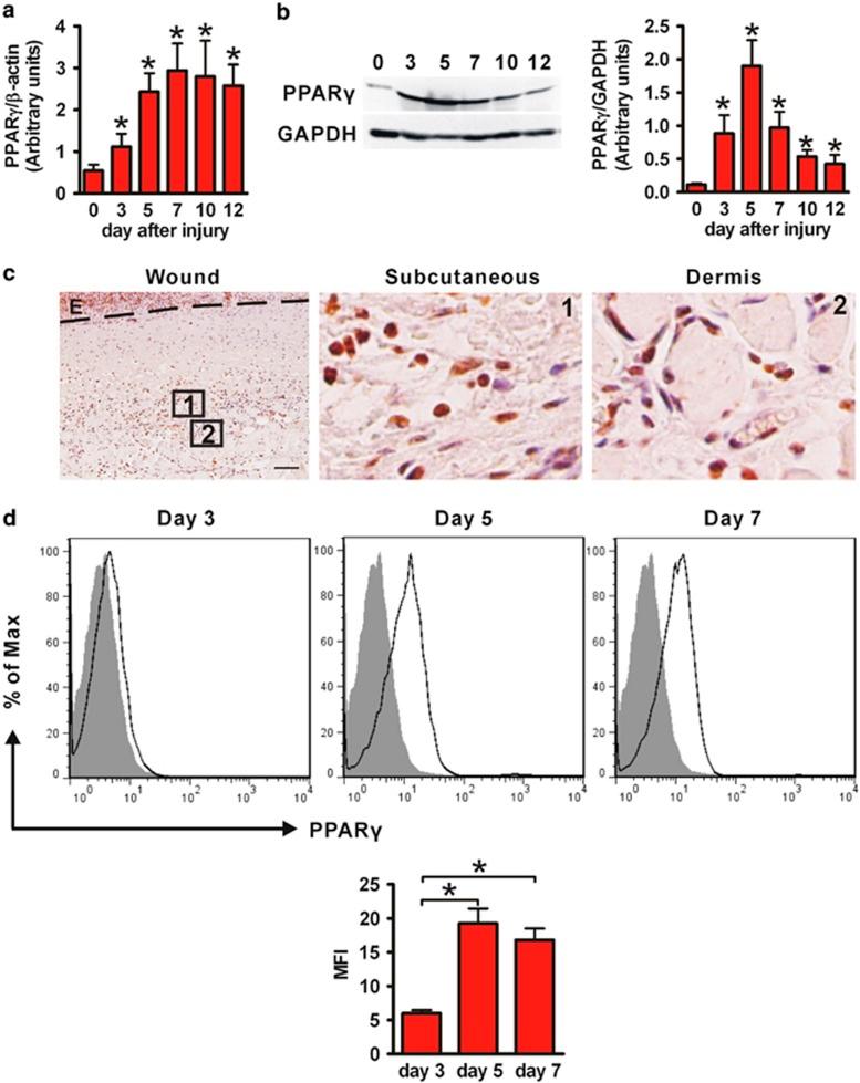 https://cdn.ncbi.nlm.nih.gov/pmc/blobs/0141/4669743/4ef3a0a3149d/cddis2014544f1.jpg