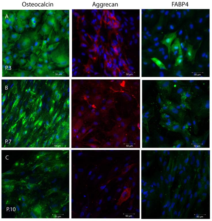 https://cdn.ncbi.nlm.nih.gov/pmc/blobs/0144/10743411/8ec26e10519e/ijms-24-17249-g003.jpg