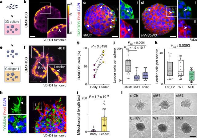 https://cdn.ncbi.nlm.nih.gov/pmc/blobs/0145/9300468/db8913ae6261/41586_2022_4898_Fig4_HTML.jpg
