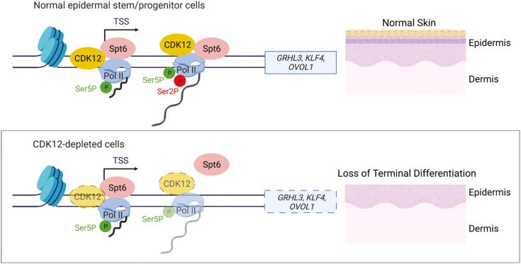 https://cdn.ncbi.nlm.nih.gov/pmc/blobs/0151/9199850/f3402fd46499/sxac002_fig5.jpg