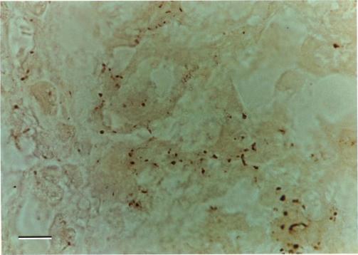 https://cdn.ncbi.nlm.nih.gov/pmc/blobs/0152/1179937/b044ac90354a/jphysiol00438-0354-a.jpg