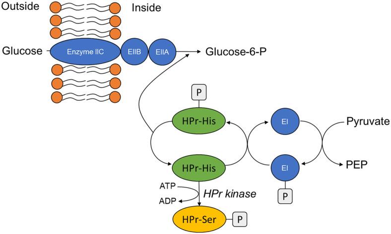 https://cdn.ncbi.nlm.nih.gov/pmc/blobs/0159/12034463/84cf58bc25e2/jmb-35-e2504021-f3.jpg
