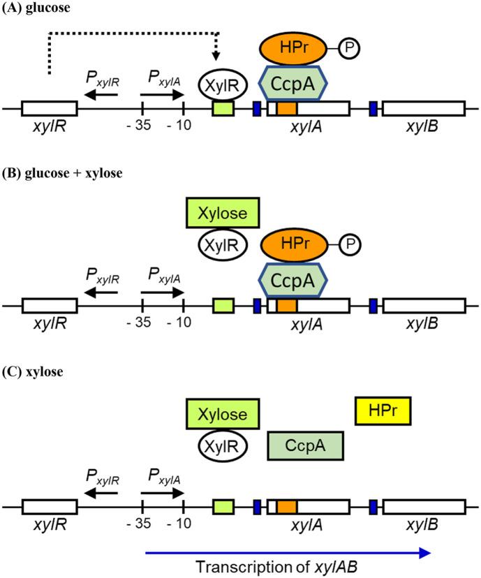https://cdn.ncbi.nlm.nih.gov/pmc/blobs/0159/12034463/c17e1779b906/jmb-35-e2504021-f2.jpg
