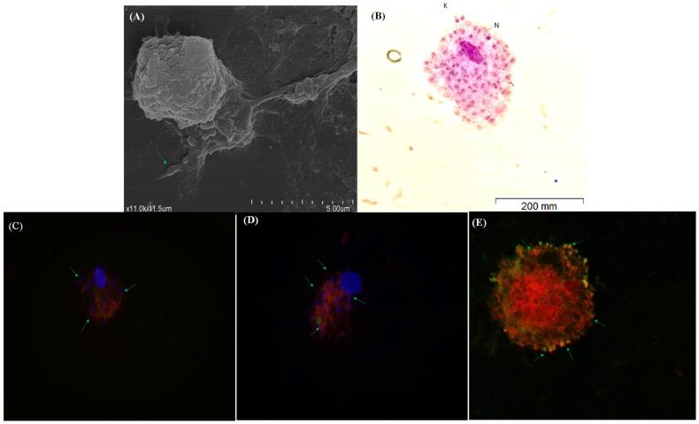 https://cdn.ncbi.nlm.nih.gov/pmc/blobs/015b/10931270/4fb571565ebc/cells-13-00445-g004.jpg