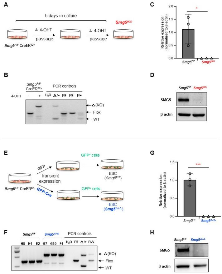 https://cdn.ncbi.nlm.nih.gov/pmc/blobs/0162/11352633/26b7e5acb222/biomolecules-14-01023-g002.jpg