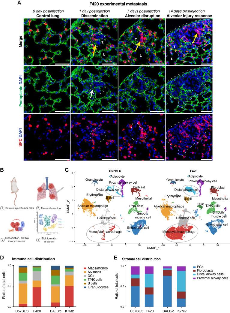 https://cdn.ncbi.nlm.nih.gov/pmc/blobs/0165/11739783/8fdd4f291244/ccr-24-0049_f1.jpg