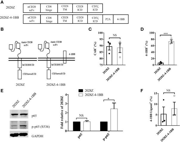 https://cdn.ncbi.nlm.nih.gov/pmc/blobs/0166/7691374/3666d3fb789b/fimmu-11-539654-g001.jpg