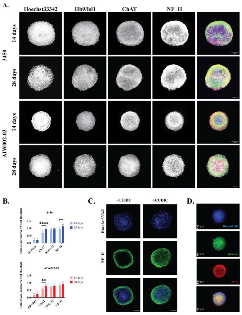 https://cdn.ncbi.nlm.nih.gov/pmc/blobs/0167/9954647/dd026cbc82f9/cells-12-00545-g004.jpg