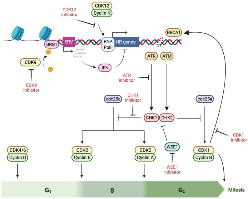 https://cdn.ncbi.nlm.nih.gov/pmc/blobs/0170/9179544/f1b040179c79/cancers-14-02640-g002.jpg