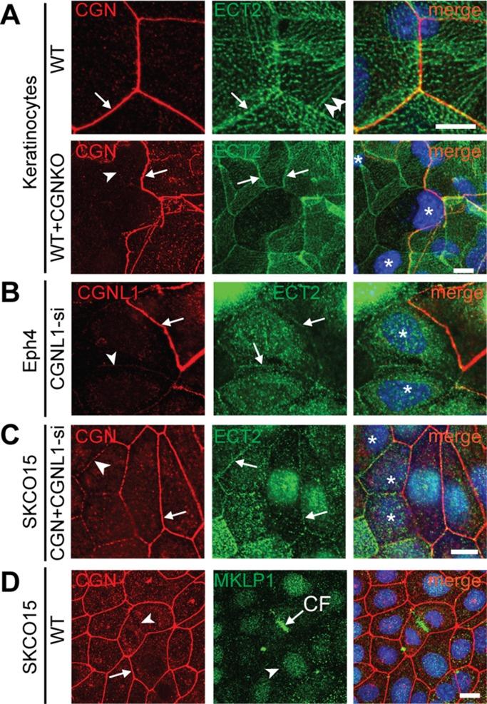 https://cdn.ncbi.nlm.nih.gov/pmc/blobs/0171/4072573/19474d795a41/1995fig5.jpg
