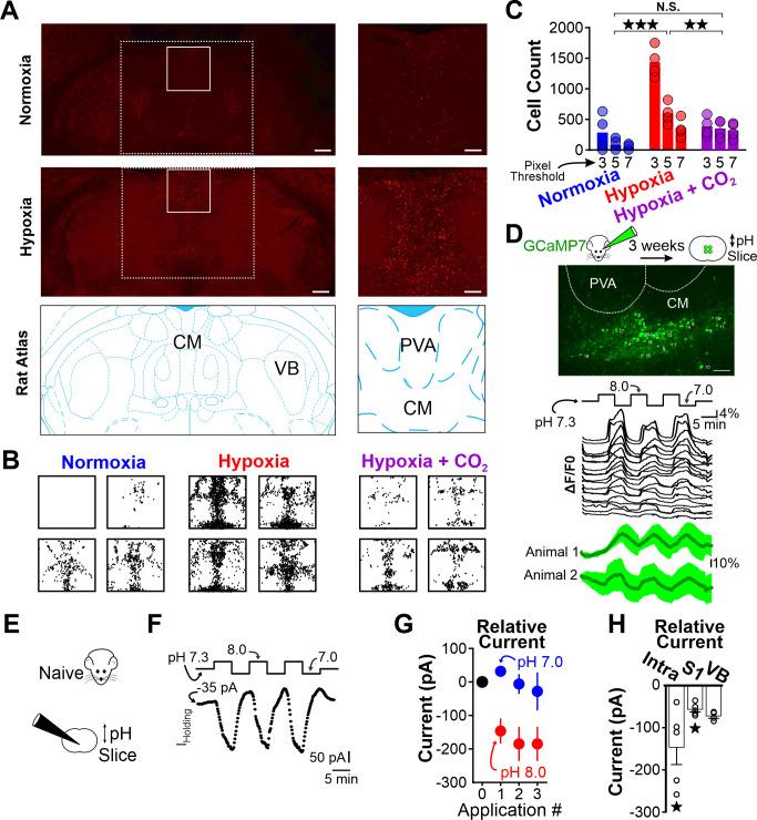 https://cdn.ncbi.nlm.nih.gov/pmc/blobs/0178/8860449/0dbb18922bc4/elife-72898-fig6.jpg