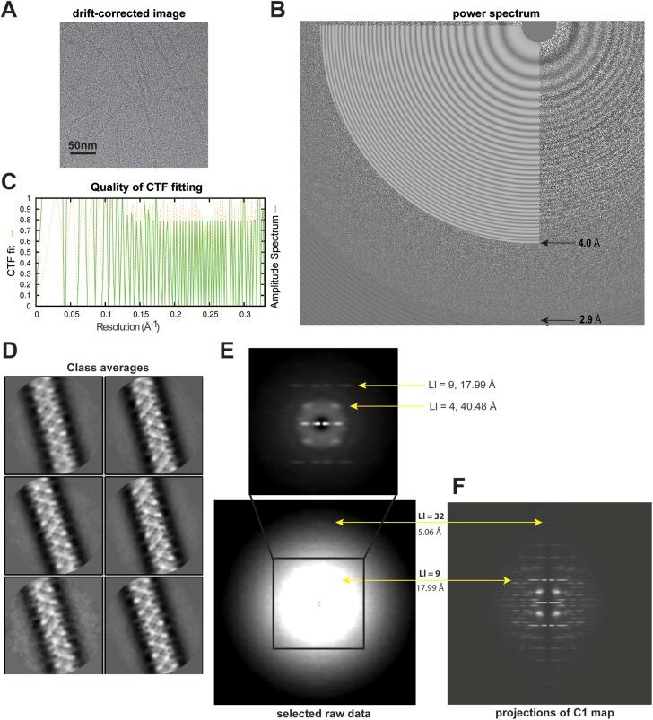 https://cdn.ncbi.nlm.nih.gov/pmc/blobs/0179/4526786/2bd43b3c62cb/elife07546f001.jpg