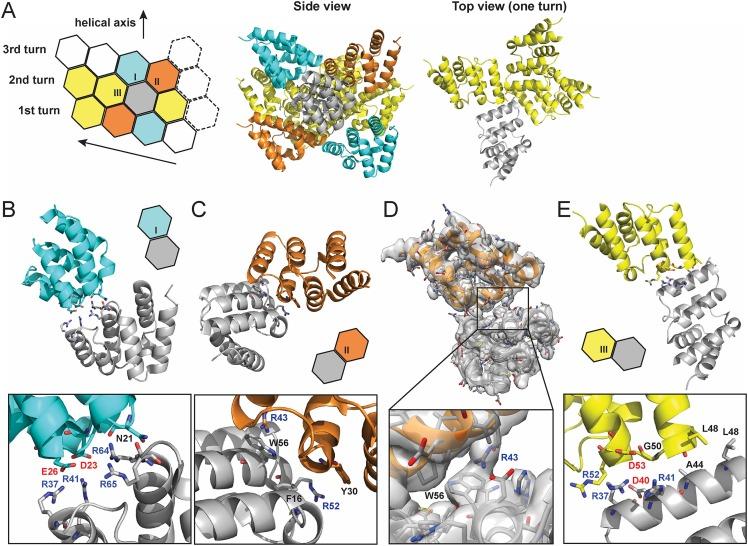 https://cdn.ncbi.nlm.nih.gov/pmc/blobs/0179/4526786/921cece66239/elife07546f003.jpg