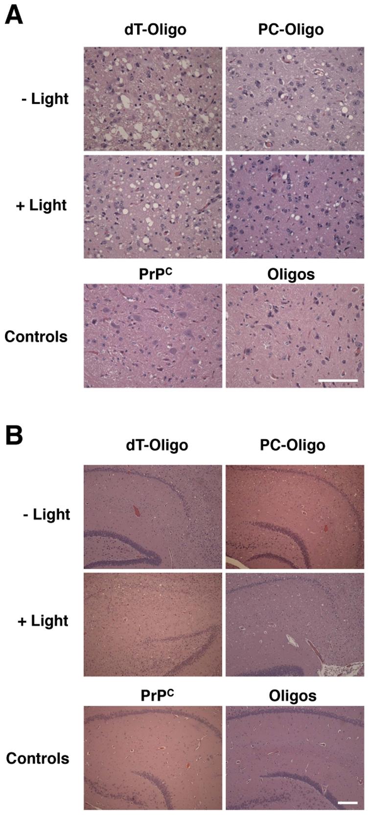 https://cdn.ncbi.nlm.nih.gov/pmc/blobs/0181/3033378/2031e7cd1131/ppat.1002001.g005.jpg