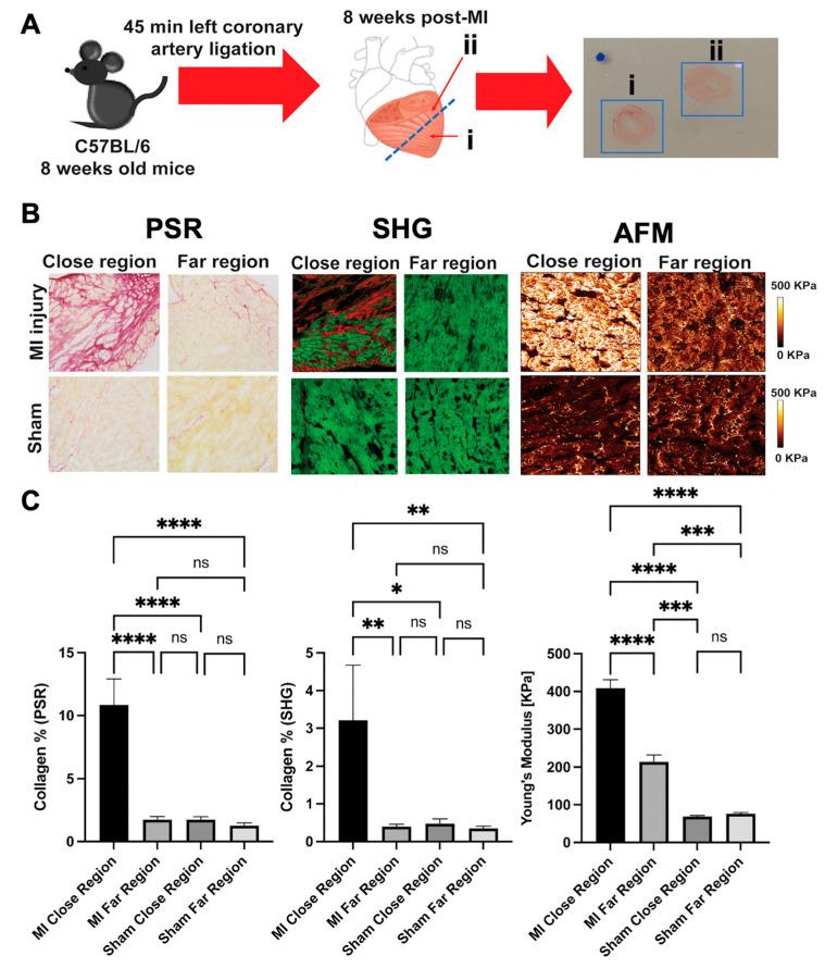https://cdn.ncbi.nlm.nih.gov/pmc/blobs/0184/8998711/639f002f0f38/ijms-23-03700-g009.jpg