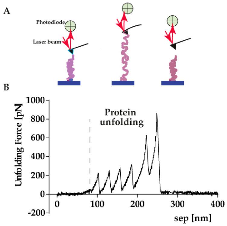 https://cdn.ncbi.nlm.nih.gov/pmc/blobs/0184/8998711/83b50fc29b7f/ijms-23-03700-g001.jpg