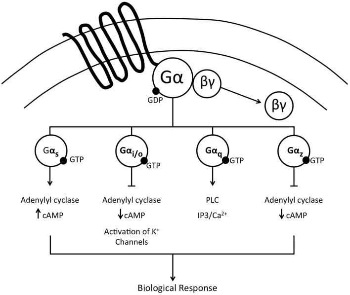 https://cdn.ncbi.nlm.nih.gov/pmc/blobs/0188/4541027/c8890fd9c23f/fphys-06-00233-g0001.jpg