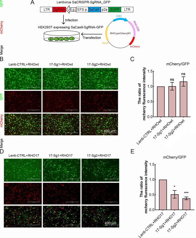 https://cdn.ncbi.nlm.nih.gov/pmc/blobs/0189/10279453/688f40ac651c/elife-84065-fig2-figsupp1.jpg