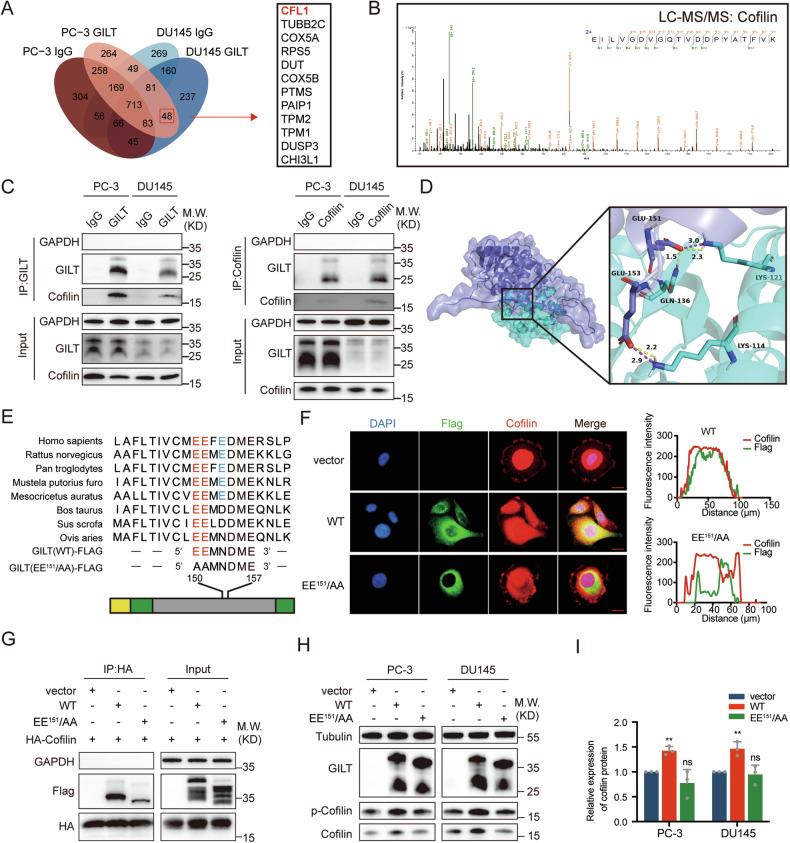 https://cdn.ncbi.nlm.nih.gov/pmc/blobs/0190/11739388/027621e68d7c/41420_2025_2288_Fig3_HTML.jpg