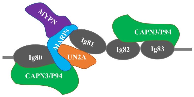 https://cdn.ncbi.nlm.nih.gov/pmc/blobs/0199/7312179/e4c205920ca0/ijms-21-03974-g002.jpg