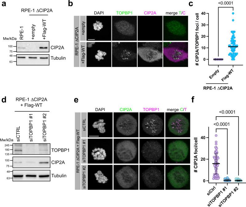 https://cdn.ncbi.nlm.nih.gov/pmc/blobs/0199/9288427/64e6396c9c52/41467_2022_31865_Fig3_HTML.jpg