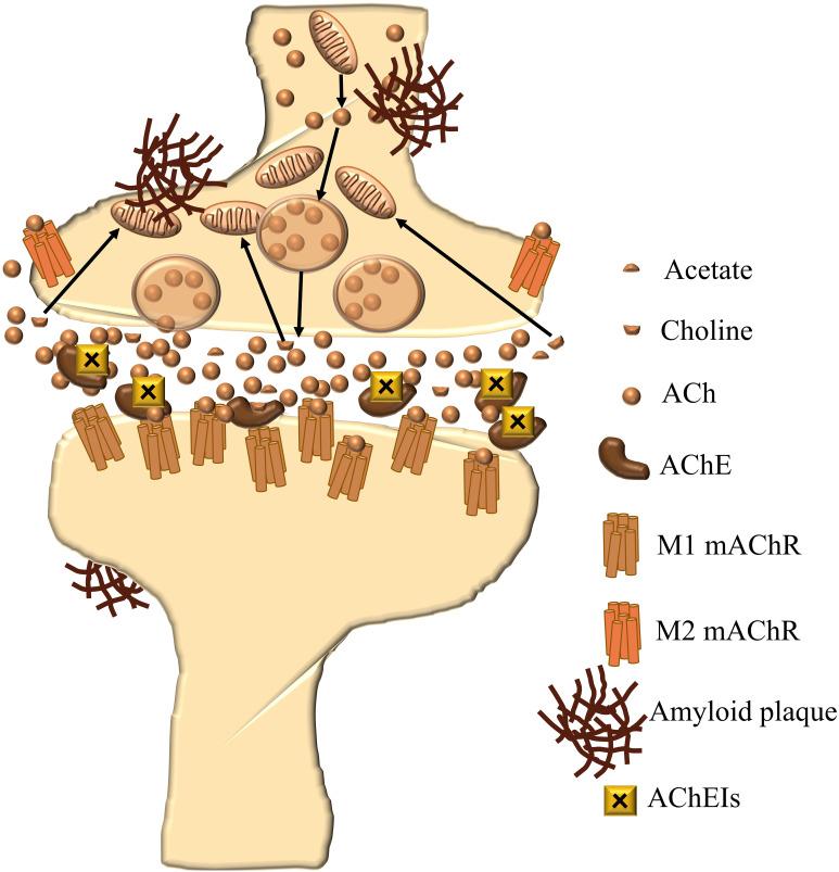 https://cdn.ncbi.nlm.nih.gov/pmc/blobs/019e/8169052/c72777ae7ad9/PGPM-14-631-g0002.jpg