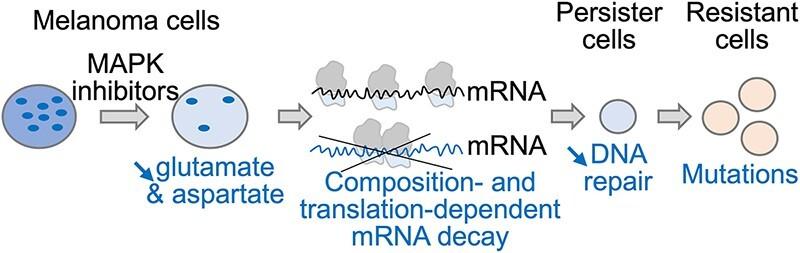 https://cdn.ncbi.nlm.nih.gov/pmc/blobs/01a0/11059277/18054d950dbc/zcae019figgra1.jpg