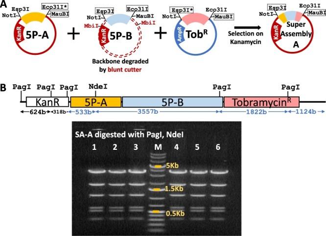 https://cdn.ncbi.nlm.nih.gov/pmc/blobs/01a0/8578713/2cec2ee4d4d5/ysab032f5.jpg
