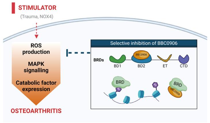 https://cdn.ncbi.nlm.nih.gov/pmc/blobs/01a2/11352053/9b6deb1364ac/antioxidants-13-00943-g005.jpg