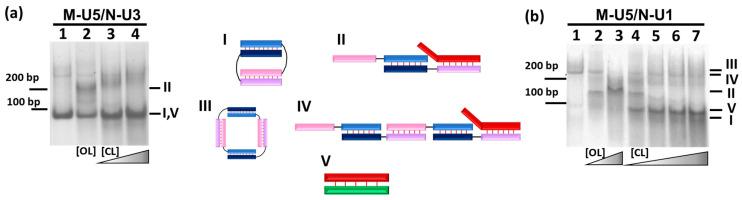 https://cdn.ncbi.nlm.nih.gov/pmc/blobs/01a5/10779776/84546427e9c1/molecules-29-00010-g006.jpg