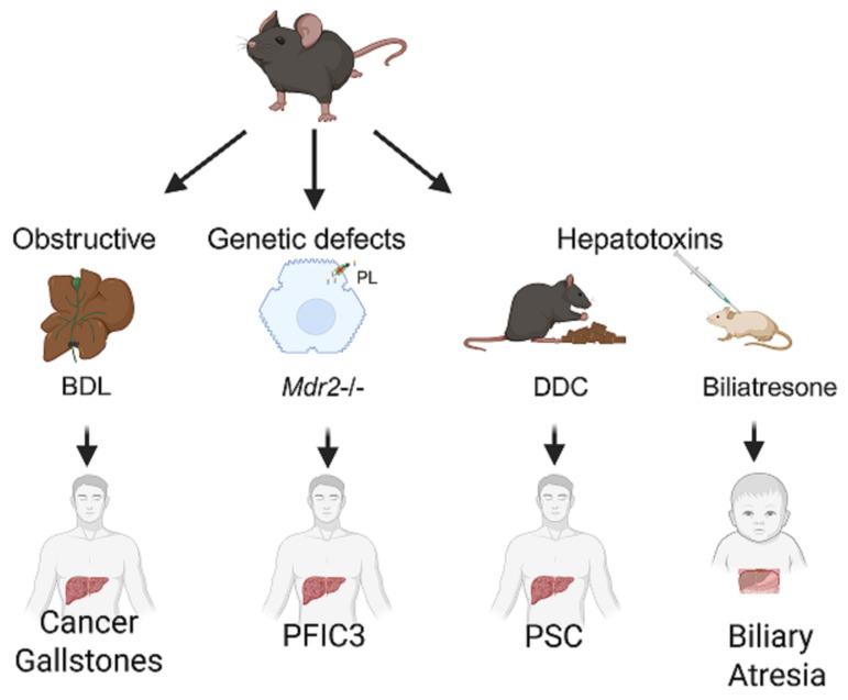 https://cdn.ncbi.nlm.nih.gov/pmc/blobs/01a7/12248845/09c2f54de570/cells-14-01025-g002.jpg