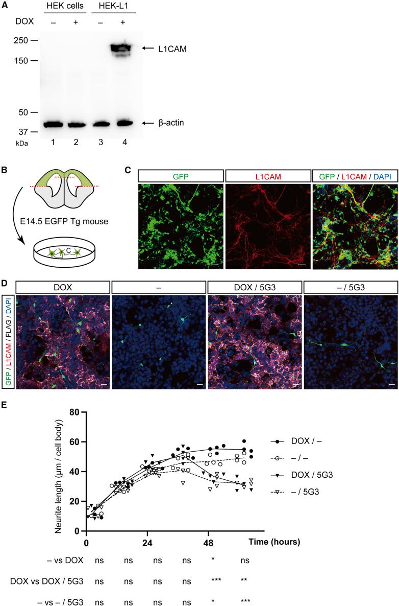 https://cdn.ncbi.nlm.nih.gov/pmc/blobs/01b3/10147836/56f2757ba71e/gr7.jpg
